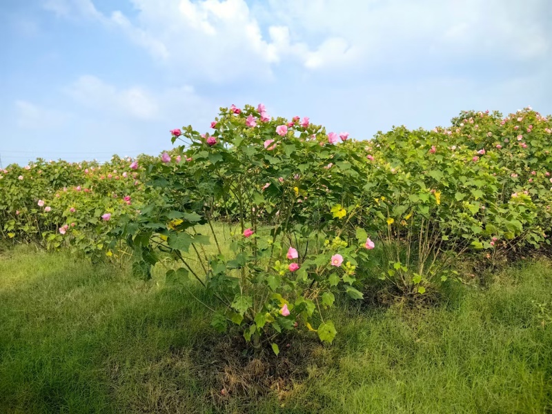 木芙蓉基地，杯苗地苗，色泽鲜艳，植株健壮，各种规格齐全