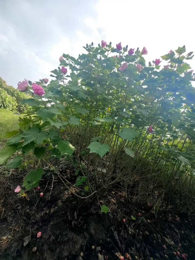 木芙蓉基地，杯苗地苗，色泽鲜艳，植株健壮，各种规格齐全