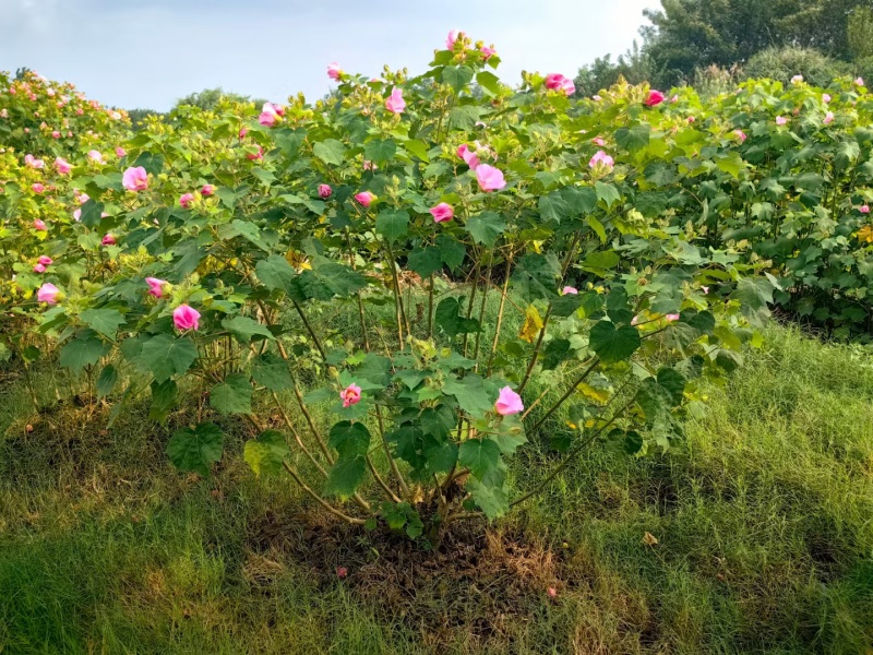 木芙蓉基地，杯苗地苗，色泽鲜艳，植株健壮，各种规格齐全