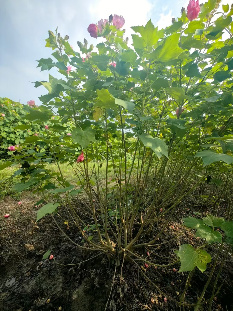 木芙蓉基地，杯苗地苗，色泽鲜艳，植株健壮，各种规格齐全