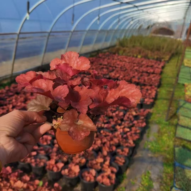 矾根基地，杯苗地苗，色泽鲜艳，植株健壮，各种规格齐全
