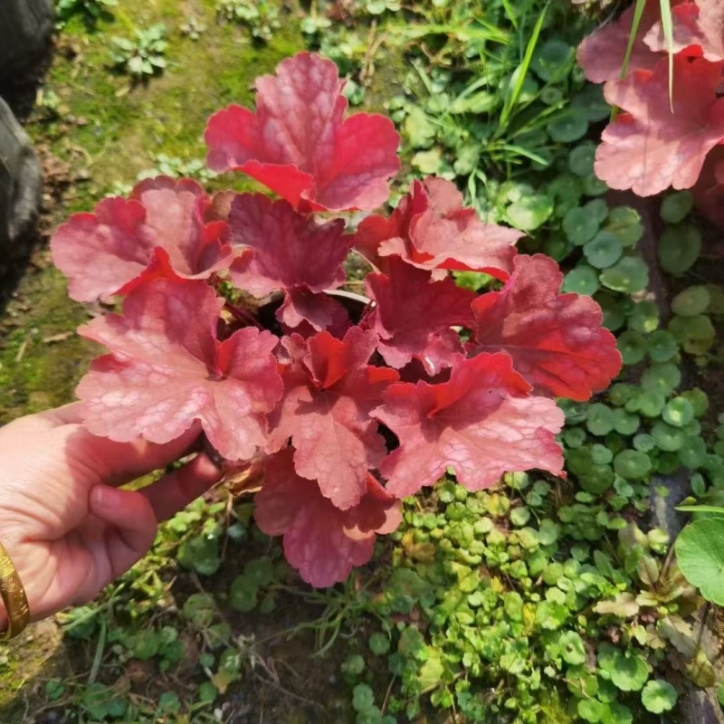 矾根基地，杯苗地苗，色泽鲜艳，植株健壮，各种规格齐全