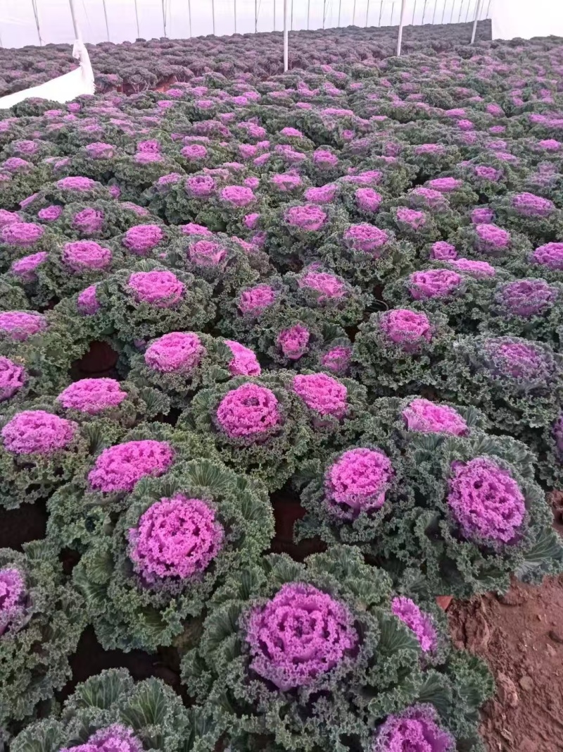 羽衣甘蓝基地，杯苗地苗，色泽鲜艳，植株健壮，各种规格齐全
