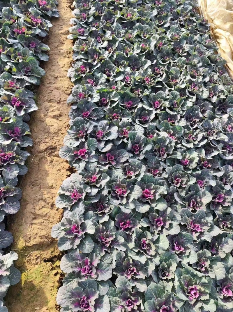 羽衣甘蓝基地，杯苗地苗，色泽鲜艳，植株健壮，各种规格齐全