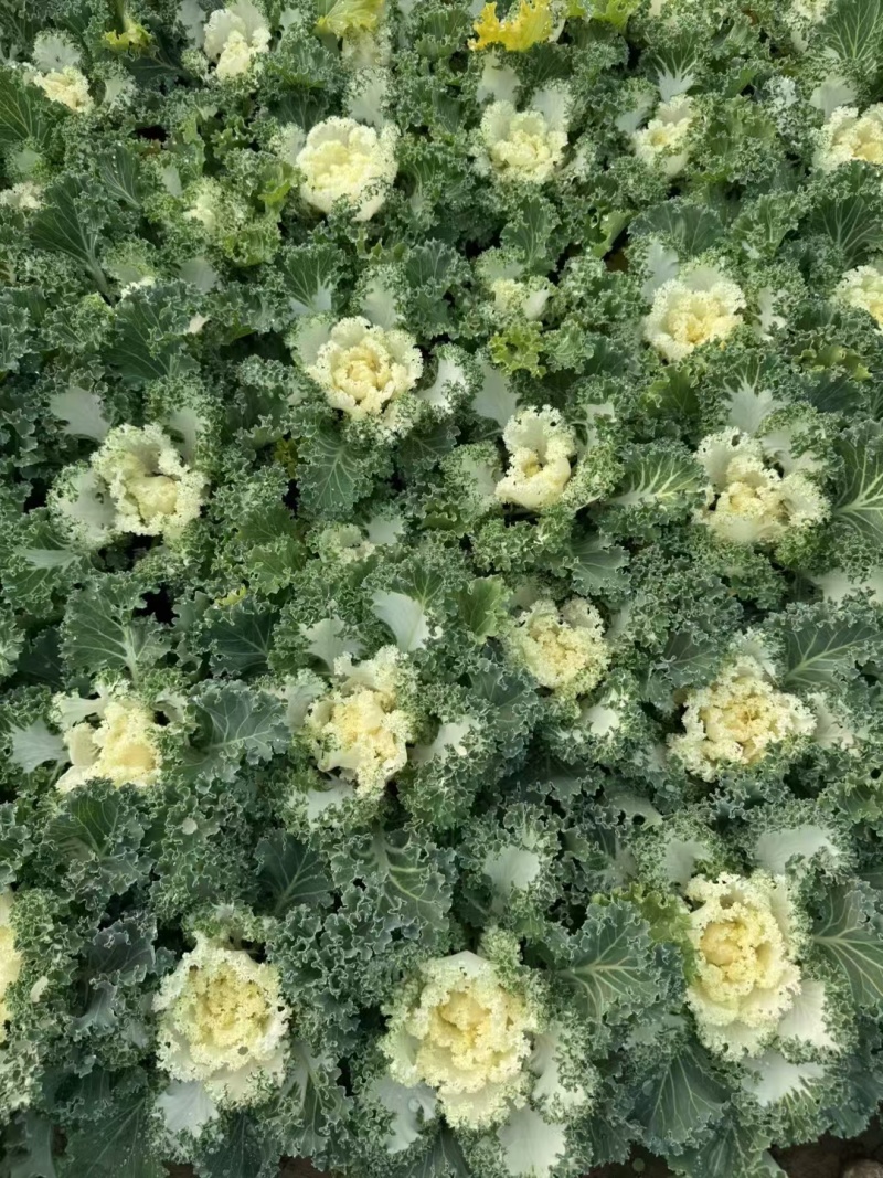 羽衣甘蓝基地，杯苗地苗，色泽鲜艳，植株健壮，各种规格齐全