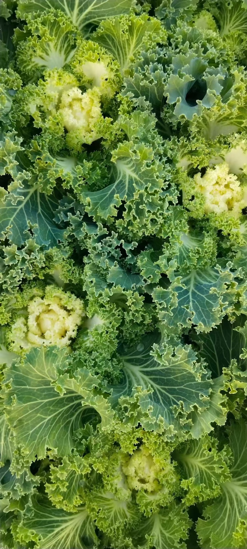 羽衣甘蓝基地，杯苗地苗，色泽鲜艳，植株健壮，各种规格齐全