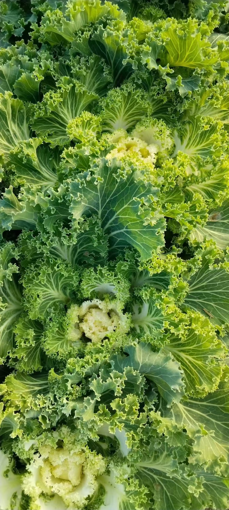 羽衣甘蓝基地，杯苗地苗，色泽鲜艳，植株健壮，各种规格齐全
