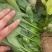 【精选】河北邯郸菠菜规格齐全保质保量一条龙服务对接商