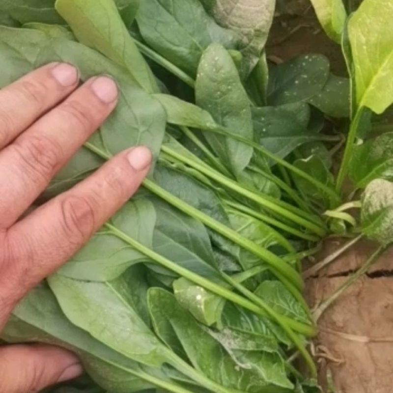 【精选】河北邯郸菠菜规格齐全保质保量一条龙服务对接商