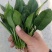 【精选】河北邯郸菠菜规格齐全保质保量一条龙服务对接商
