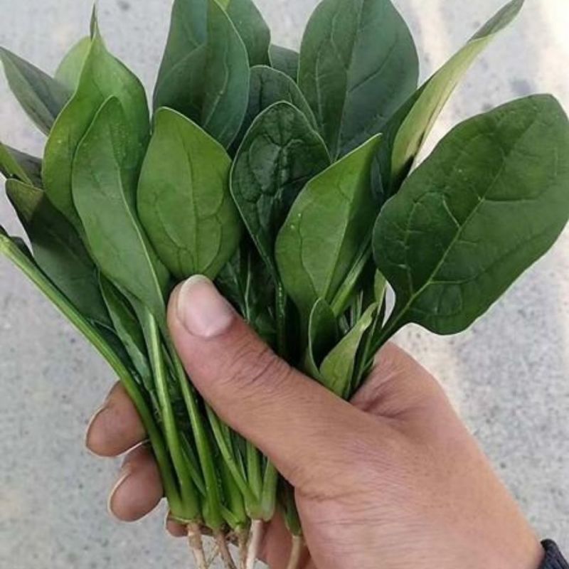 【精选】河北邯郸菠菜规格齐全保质保量一条龙服务对接商