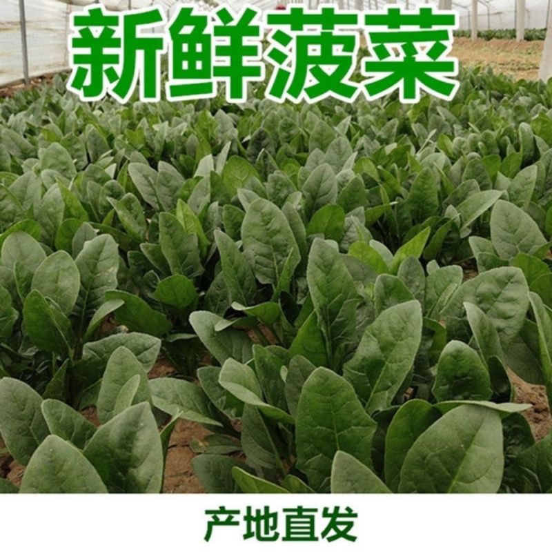 【精选】河北邯郸菠菜规格齐全保质保量一条龙服务对接商