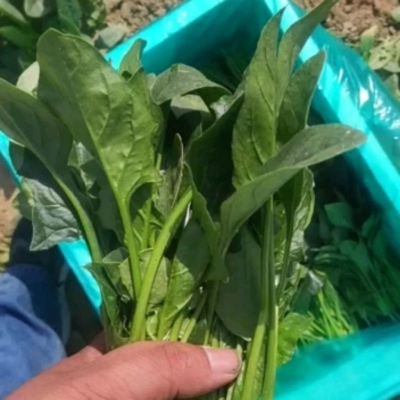 【精选】河北邯郸菠菜规格齐全保质保量一条龙服务对接商