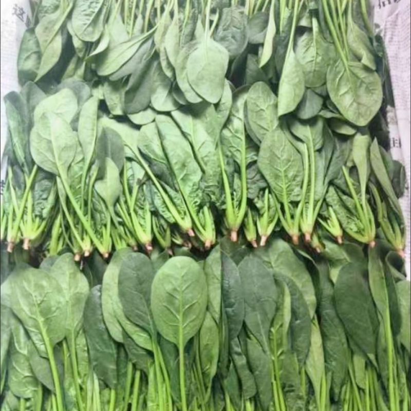【精选】河北邯郸菠菜规格齐全保质保量一条龙服务对接商