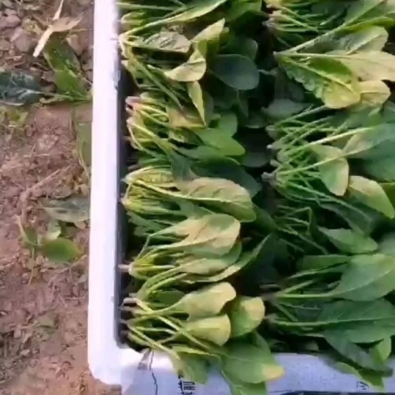 【精选】河北邯郸菠菜规格齐全保质保量一条龙服务对接商
