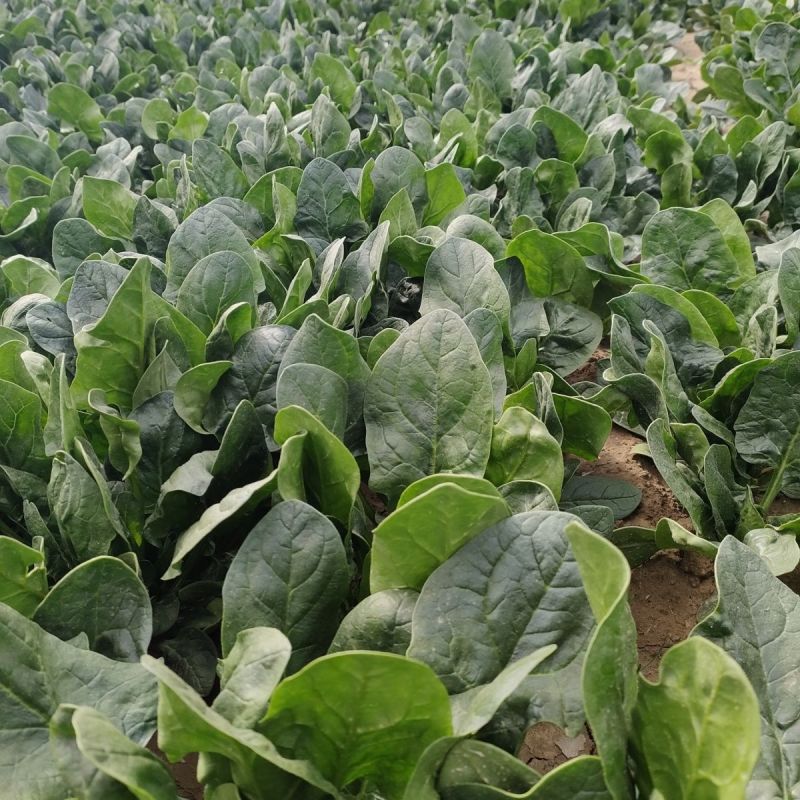 【精选】河北邯郸菠菜规格齐全保质保量一条龙服务对接商