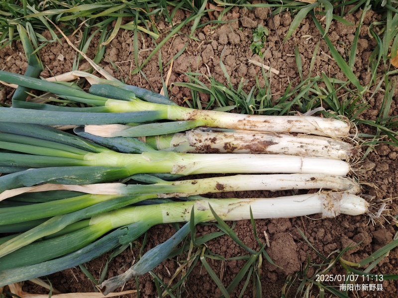 南阳钢葱大量上市支持各种规格净葱毛葱