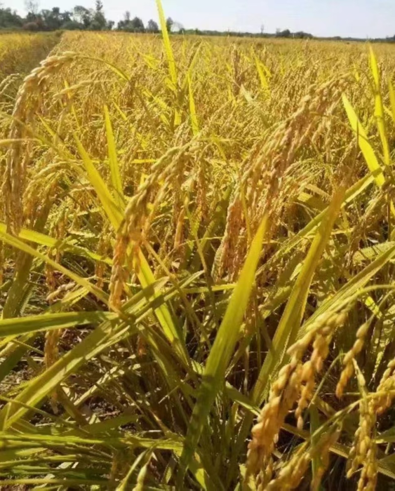 久蜜优品真正的五常稻花香米对接淘宝，拼多多等电商。