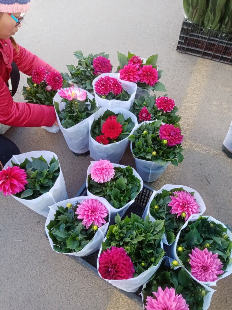 小丽花