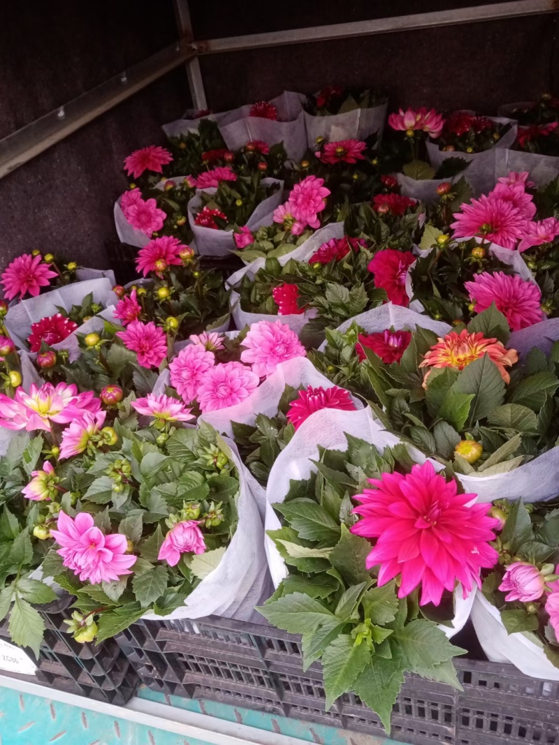小丽花