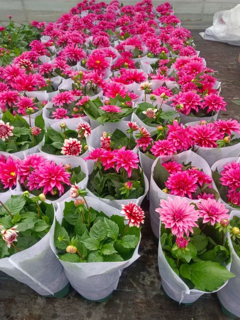 小丽花