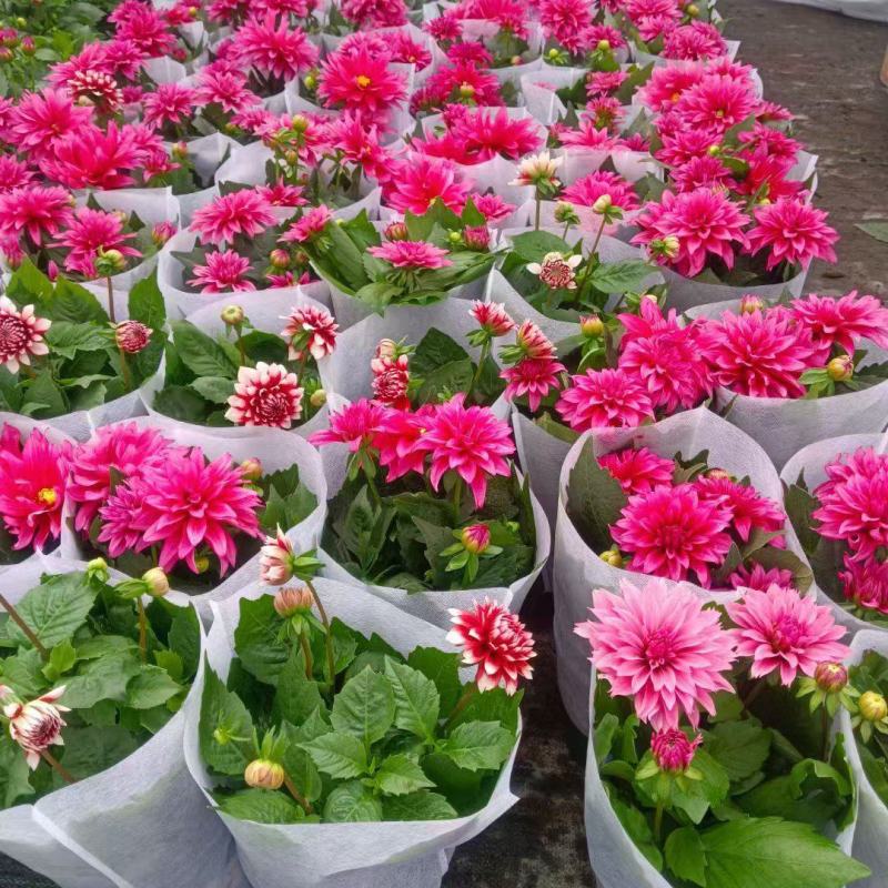 小丽花