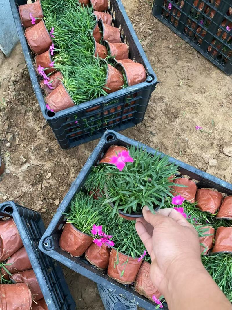 精品欧石竹优质欧石竹欧石竹自产自销