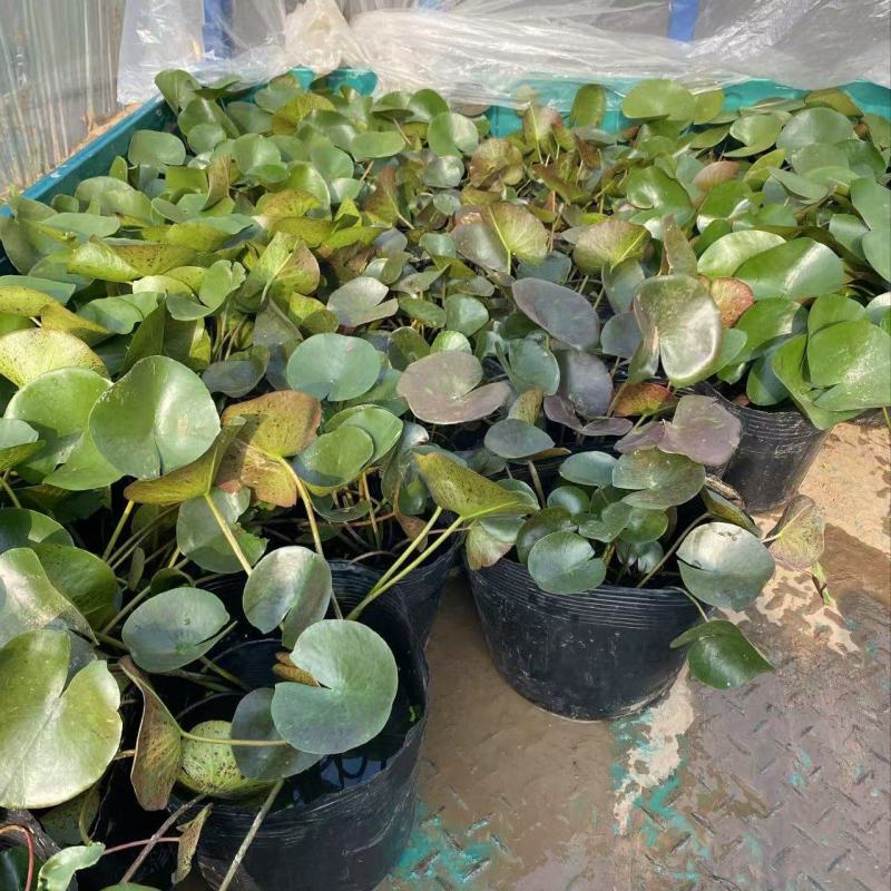 精品睡莲优质睡莲睡莲自产自销睡莲批发价