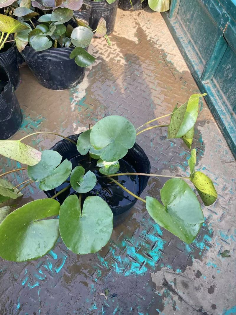 精品睡莲优质睡莲睡莲自产自销睡莲批发价