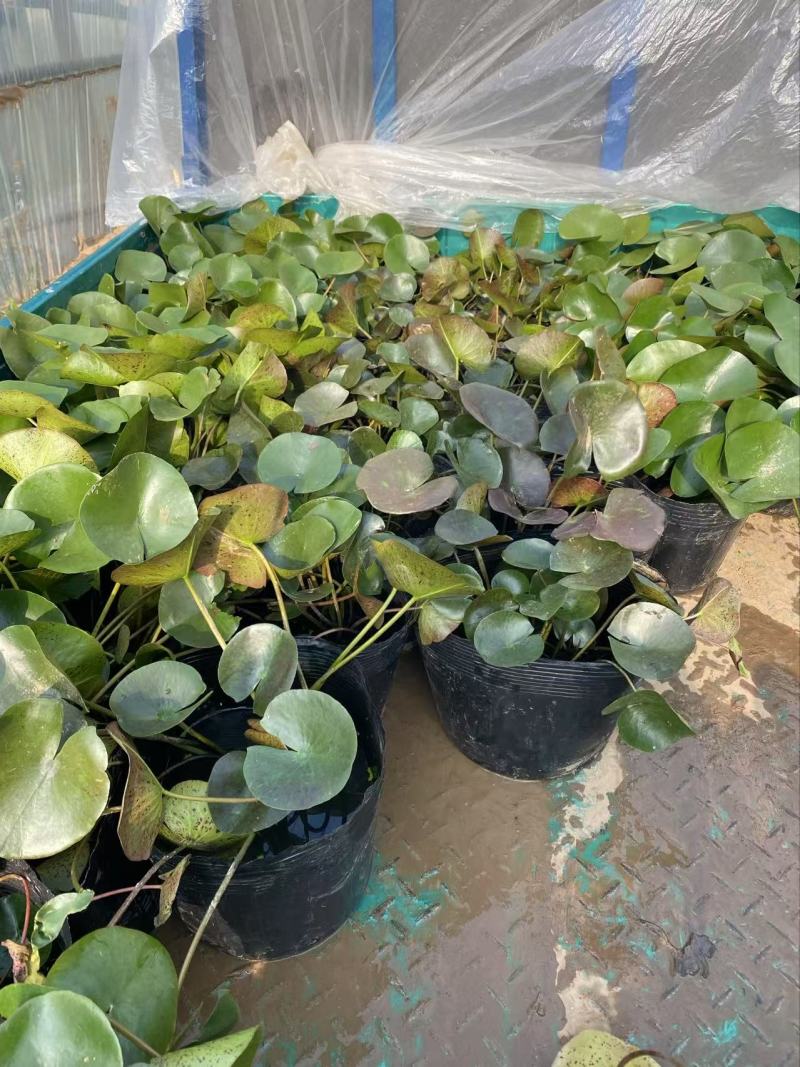 精品睡莲优质睡莲睡莲自产自销睡莲批发价