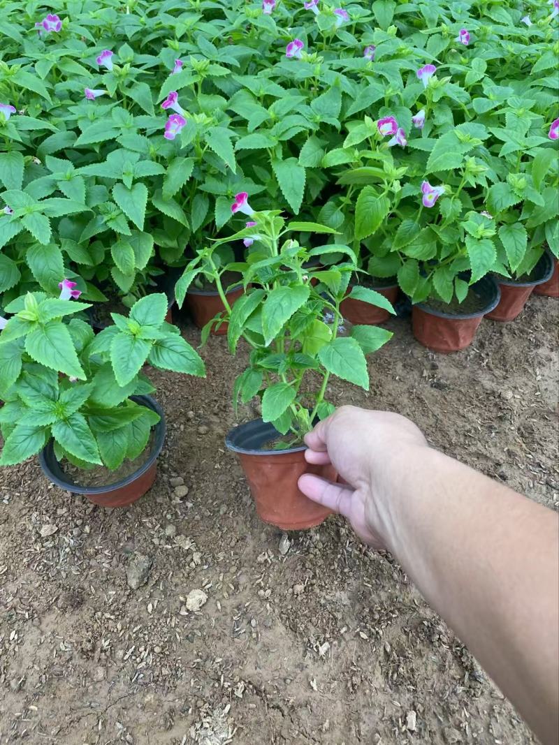精品夏堇优质夏堇夏堇自产自销夏堇种植基