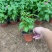 精品夏堇优质夏堇夏堇自产自销夏堇种植基