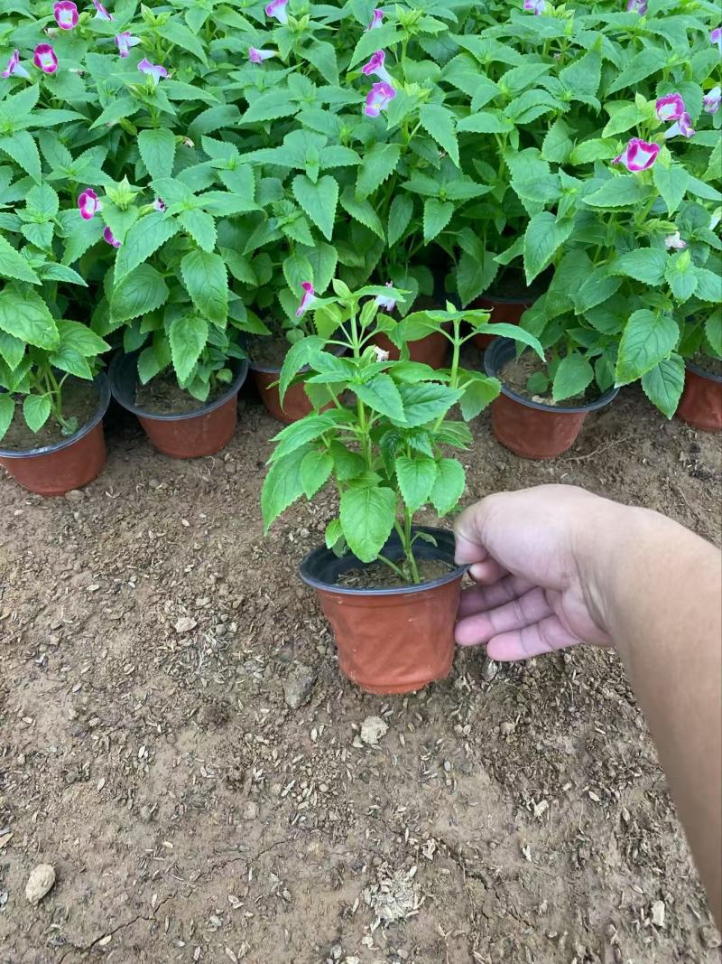 精品夏堇优质夏堇夏堇自产自销夏堇种植基