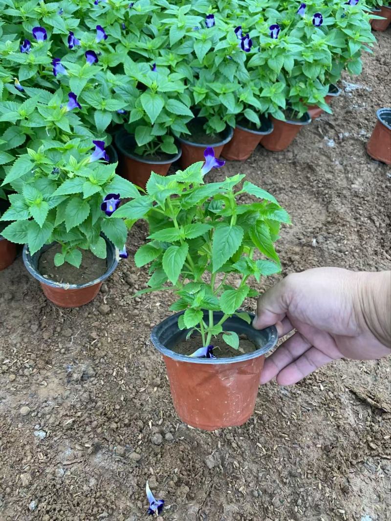 精品夏堇优质夏堇夏堇自产自销夏堇种植基