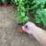精品夏堇优质夏堇夏堇自产自销夏堇种植基
