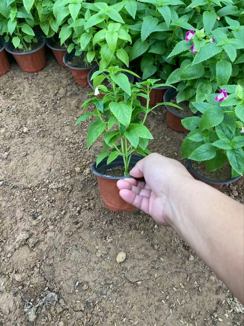 精品夏堇优质夏堇夏堇自产自销夏堇种植基