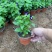 精品夏堇优质夏堇夏堇自产自销夏堇种植基
