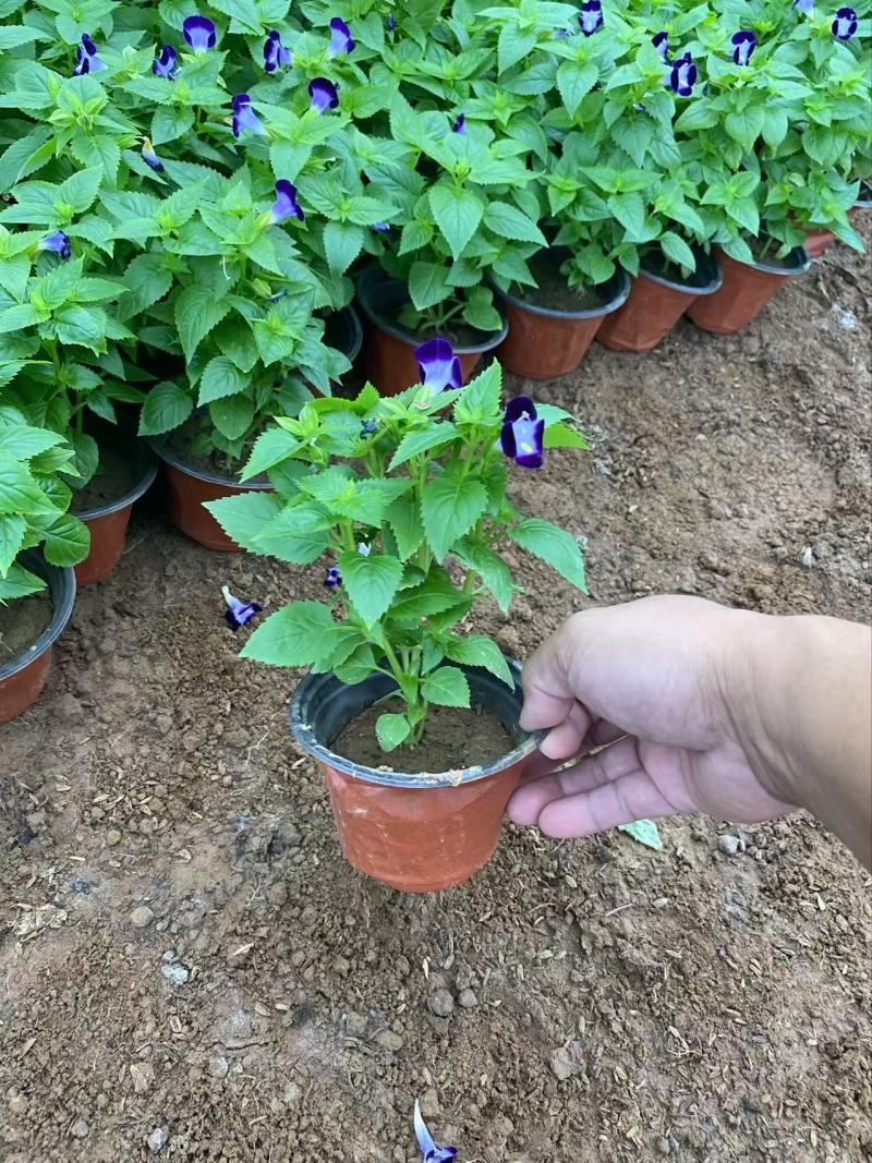 精品夏堇优质夏堇夏堇自产自销夏堇种植基