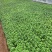 精品夏堇优质夏堇夏堇自产自销夏堇种植基