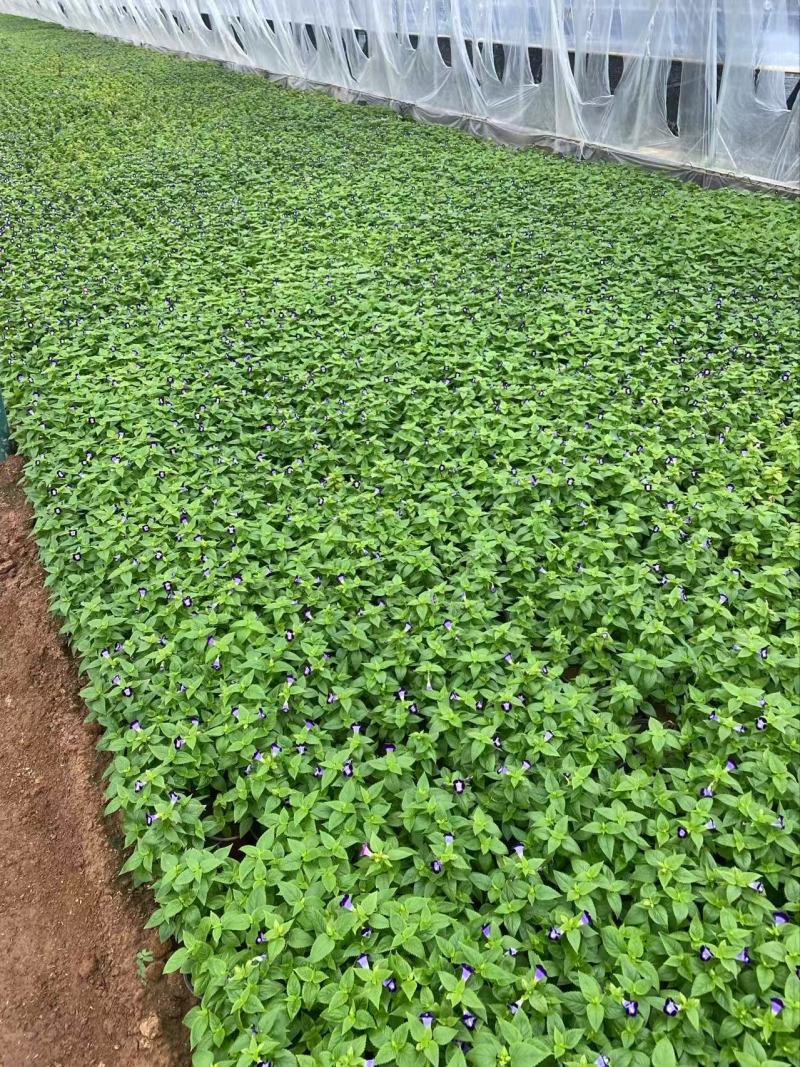 精品夏堇优质夏堇夏堇自产自销夏堇种植基