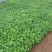 精品夏堇优质夏堇夏堇自产自销夏堇种植基