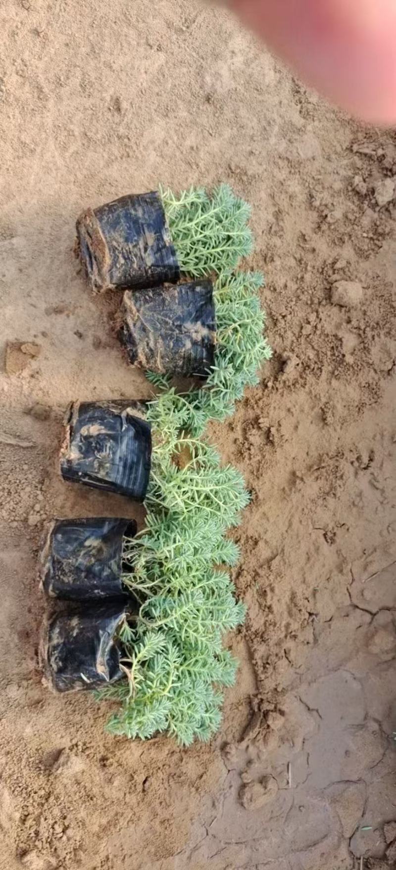 精品景天自产自销