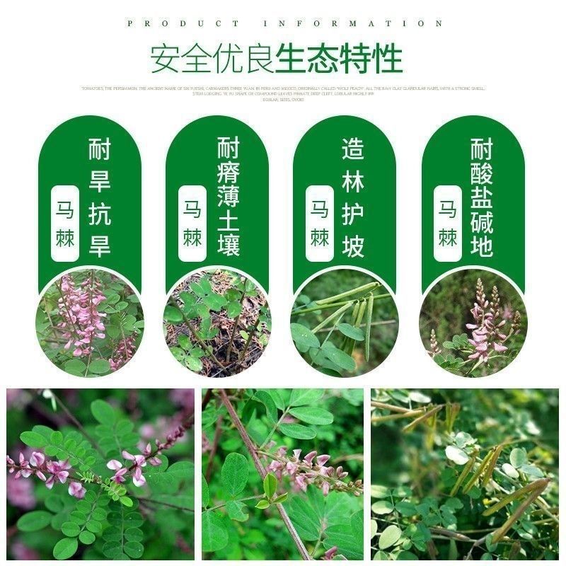 马棘厂家货源批发价格全国发货价格便宜欢迎下单