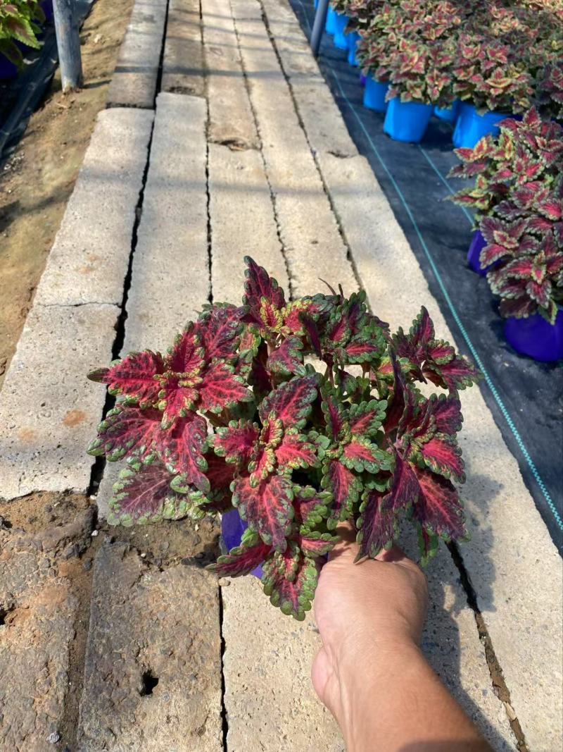 精品彩叶草优质彩叶草彩叶草自产自销
