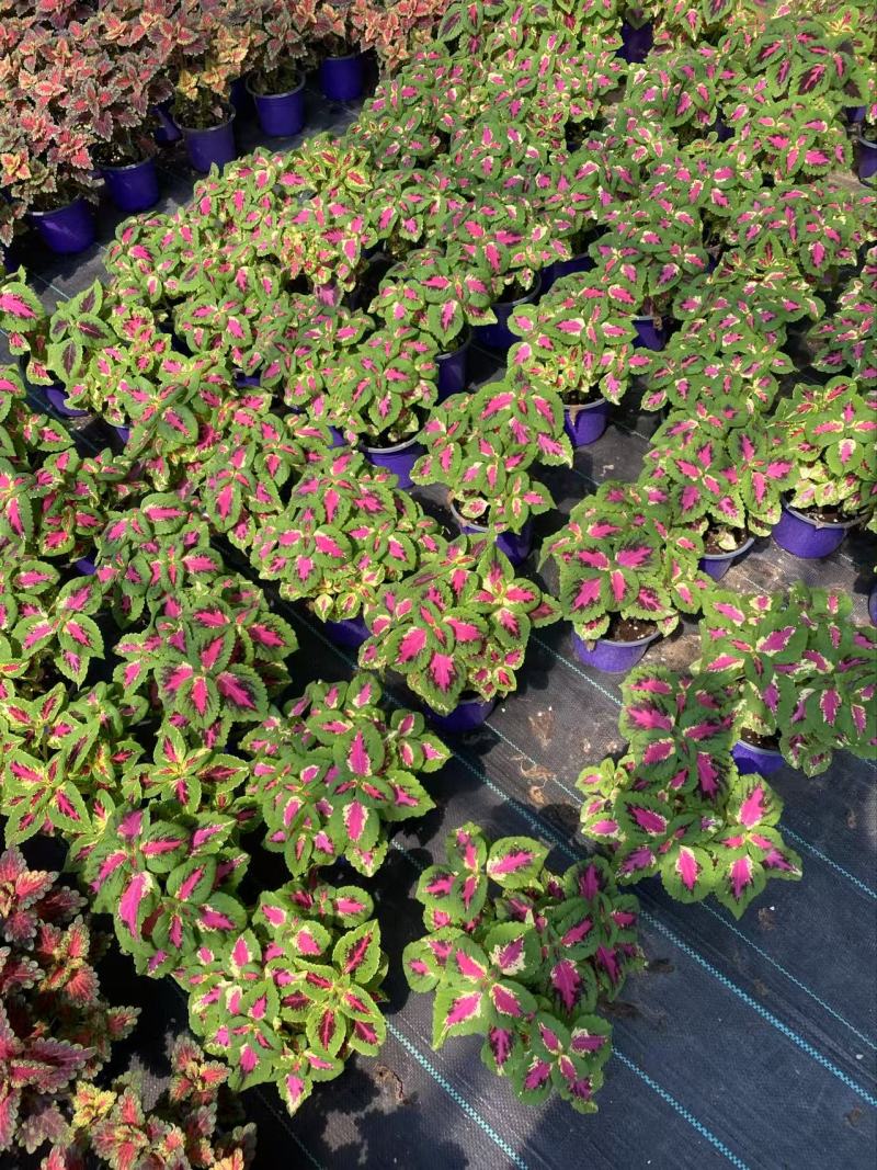 精品彩叶草优质彩叶草彩叶草自产自销