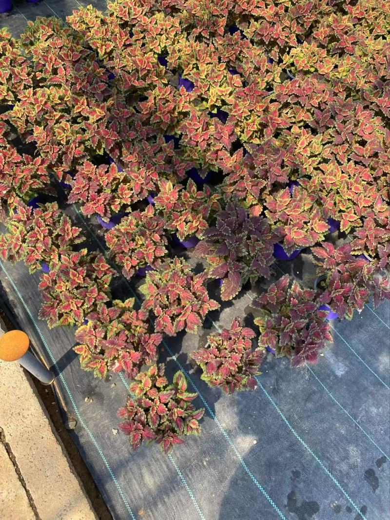 精品彩叶草优质彩叶草彩叶草自产自销