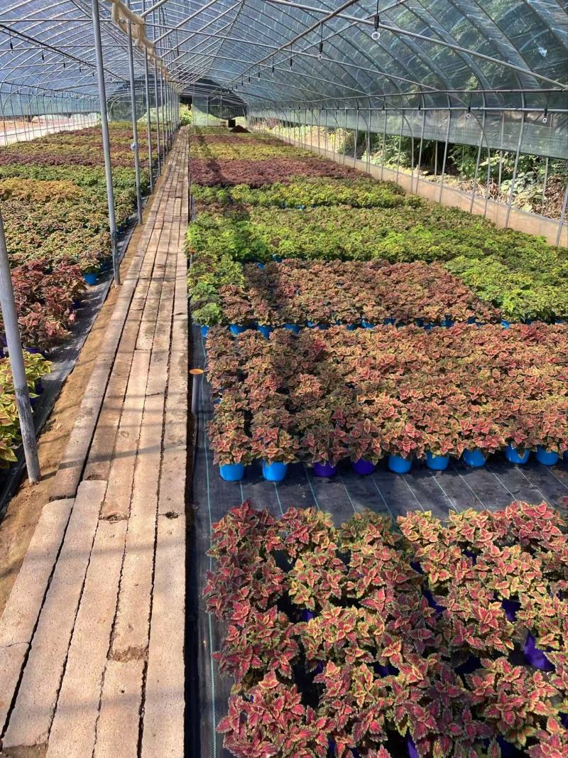 精品彩叶草优质彩叶草彩叶草自产自销