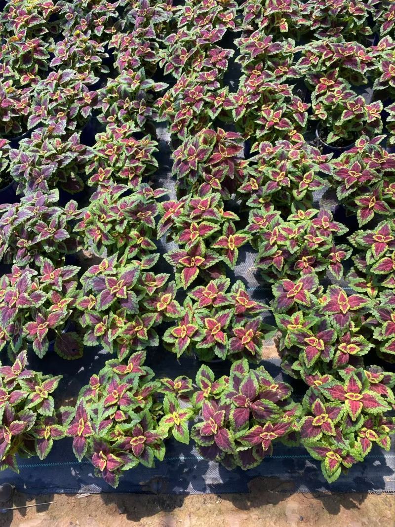 精品彩叶草优质彩叶草彩叶草自产自销