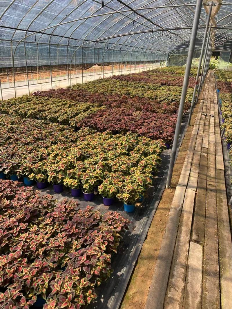 精品彩叶草优质彩叶草彩叶草自产自销