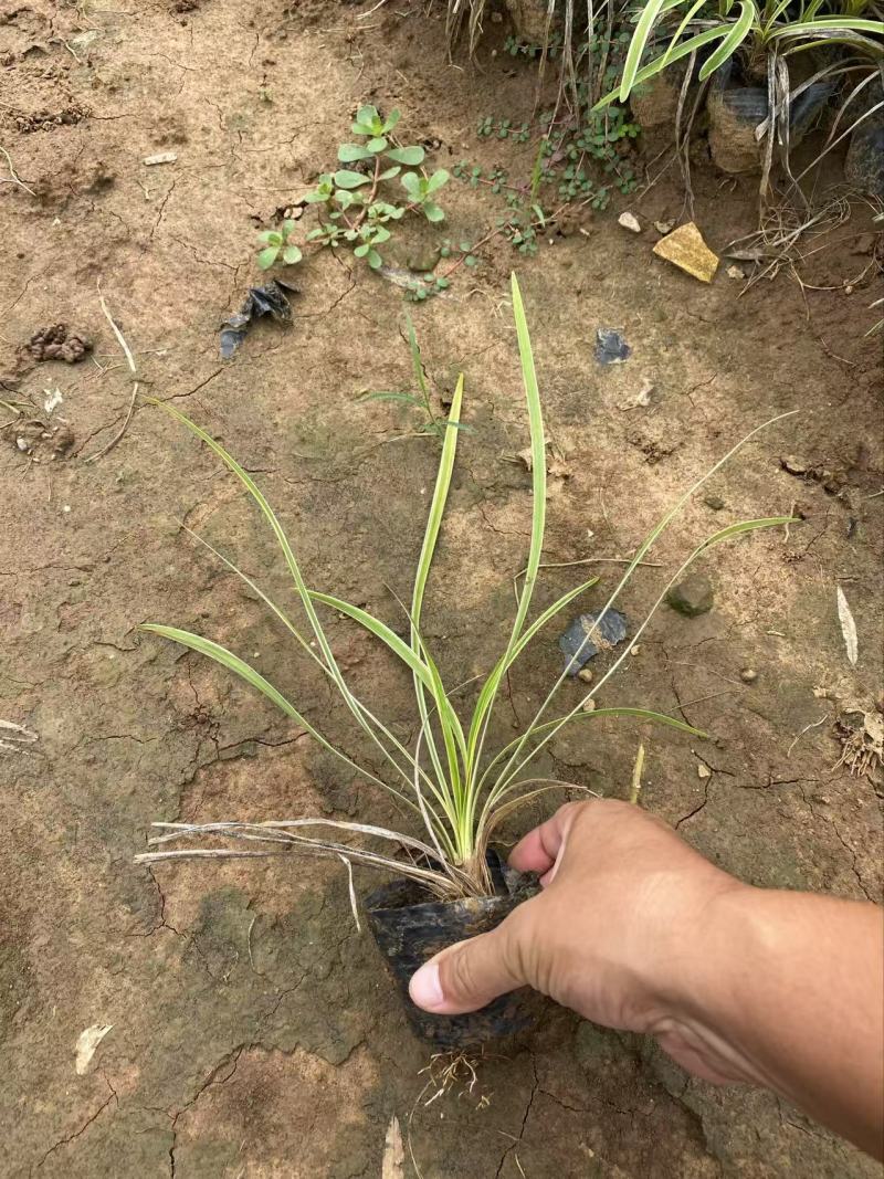 精品金边麦冬优质金边麦冬金边麦冬自产自销